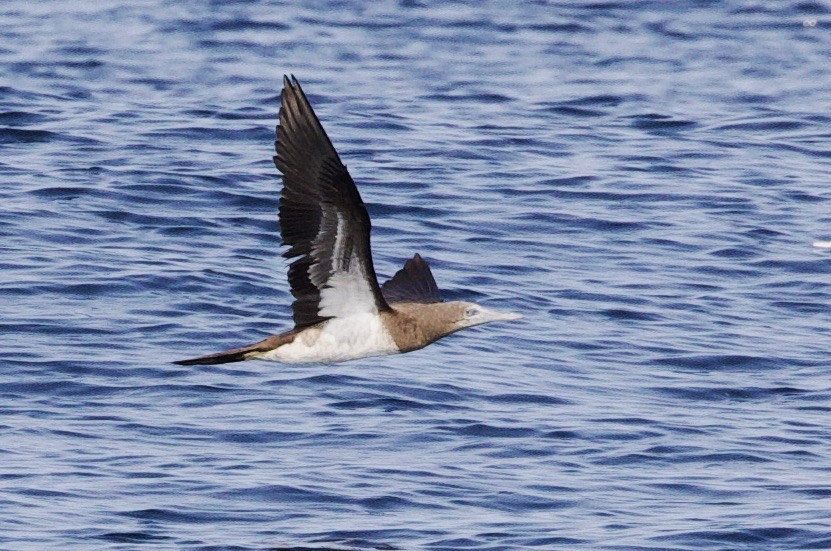 Cocos Booby - Sue Flecker