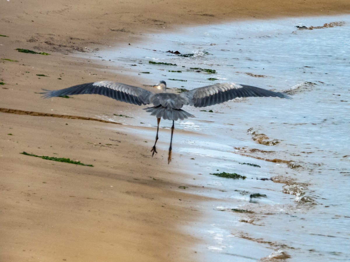 Great Blue Heron - ML610738551