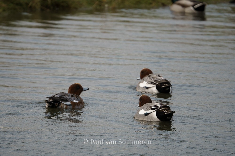 Eurasian Wigeon - Paul van Sommeren