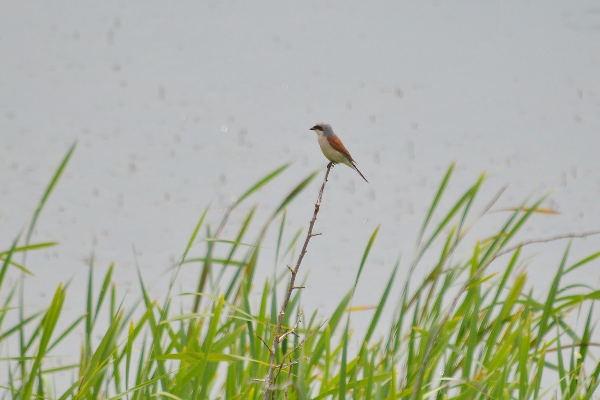 Red-backed Shrike - Oksana Subotko