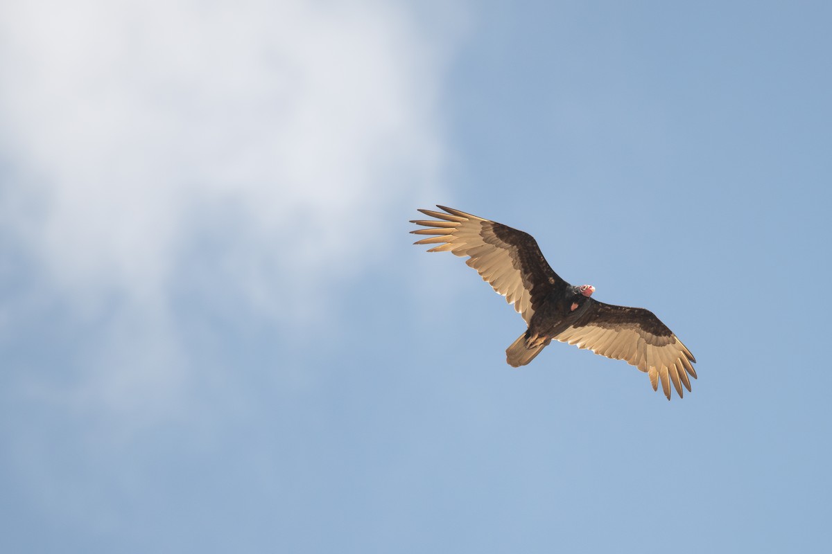 Turkey Vulture - ML610738644