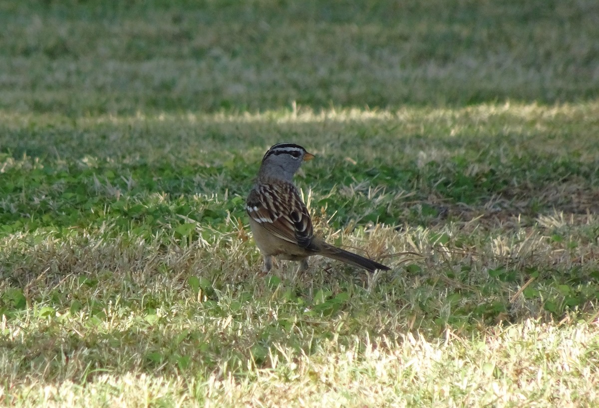 White-crowned Sparrow (Gambel's) - ML610738651