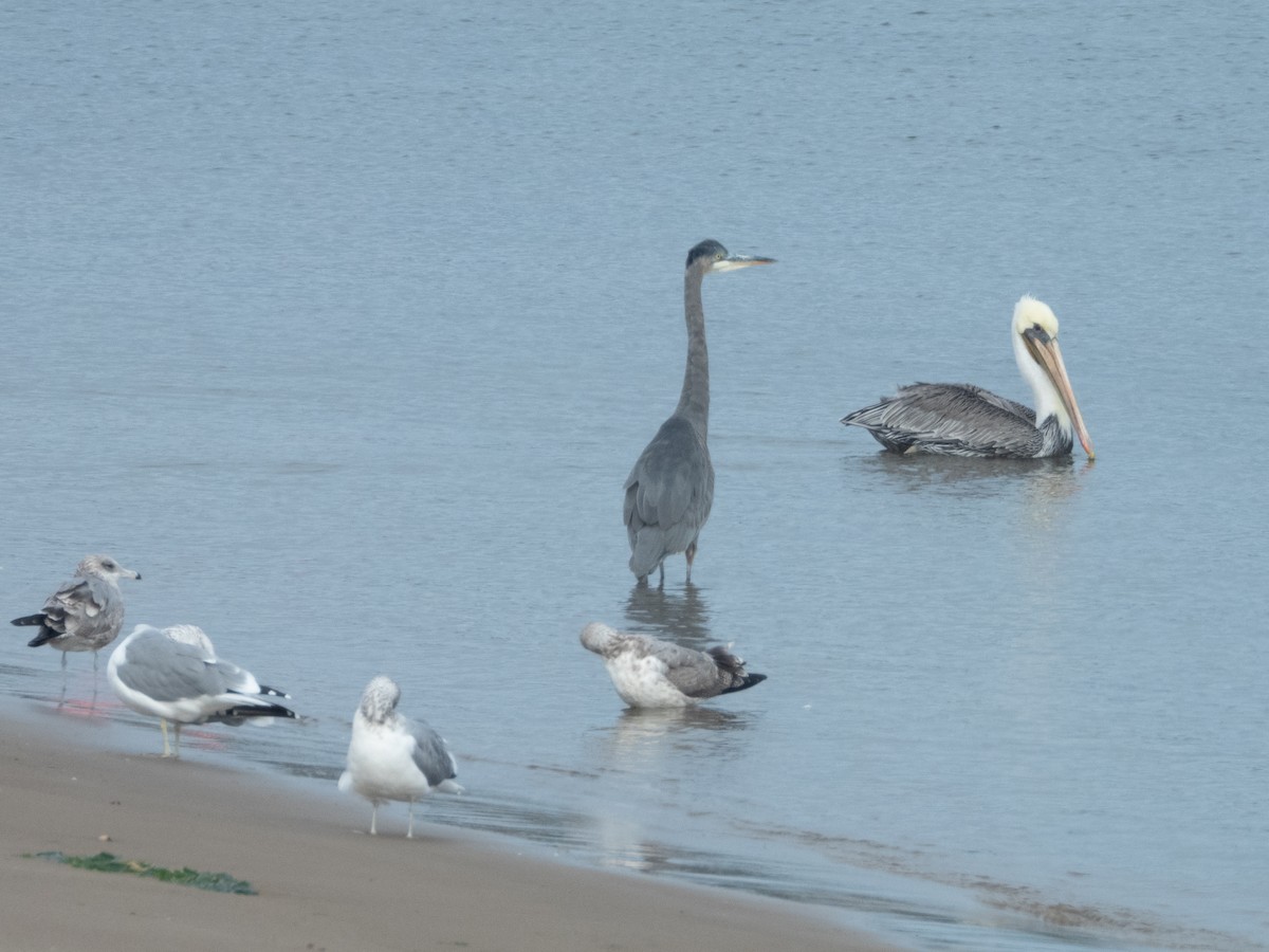 Brown Pelican - Ann Larson