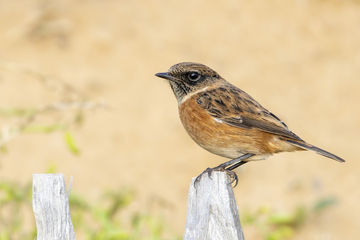 European Stonechat - Alexis Lours