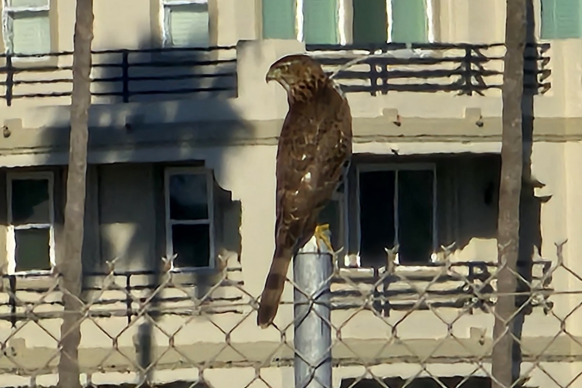 Cooper's Hawk - ML610738701