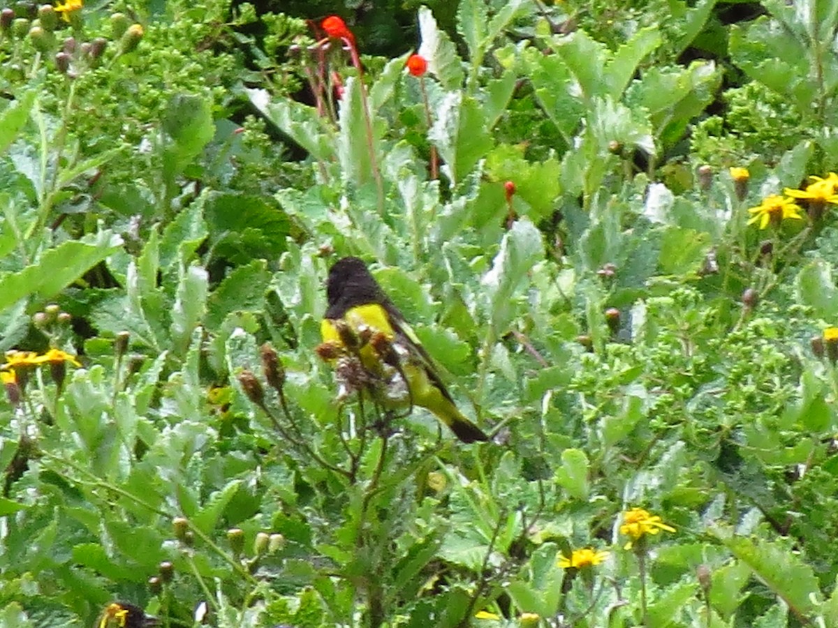 Yellow-rumped Siskin - ML610738737