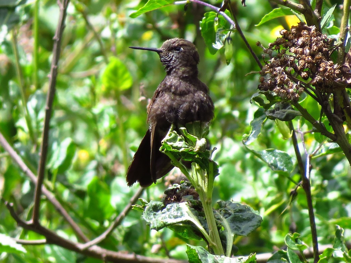 kolibřík mourovatý - ML610738758