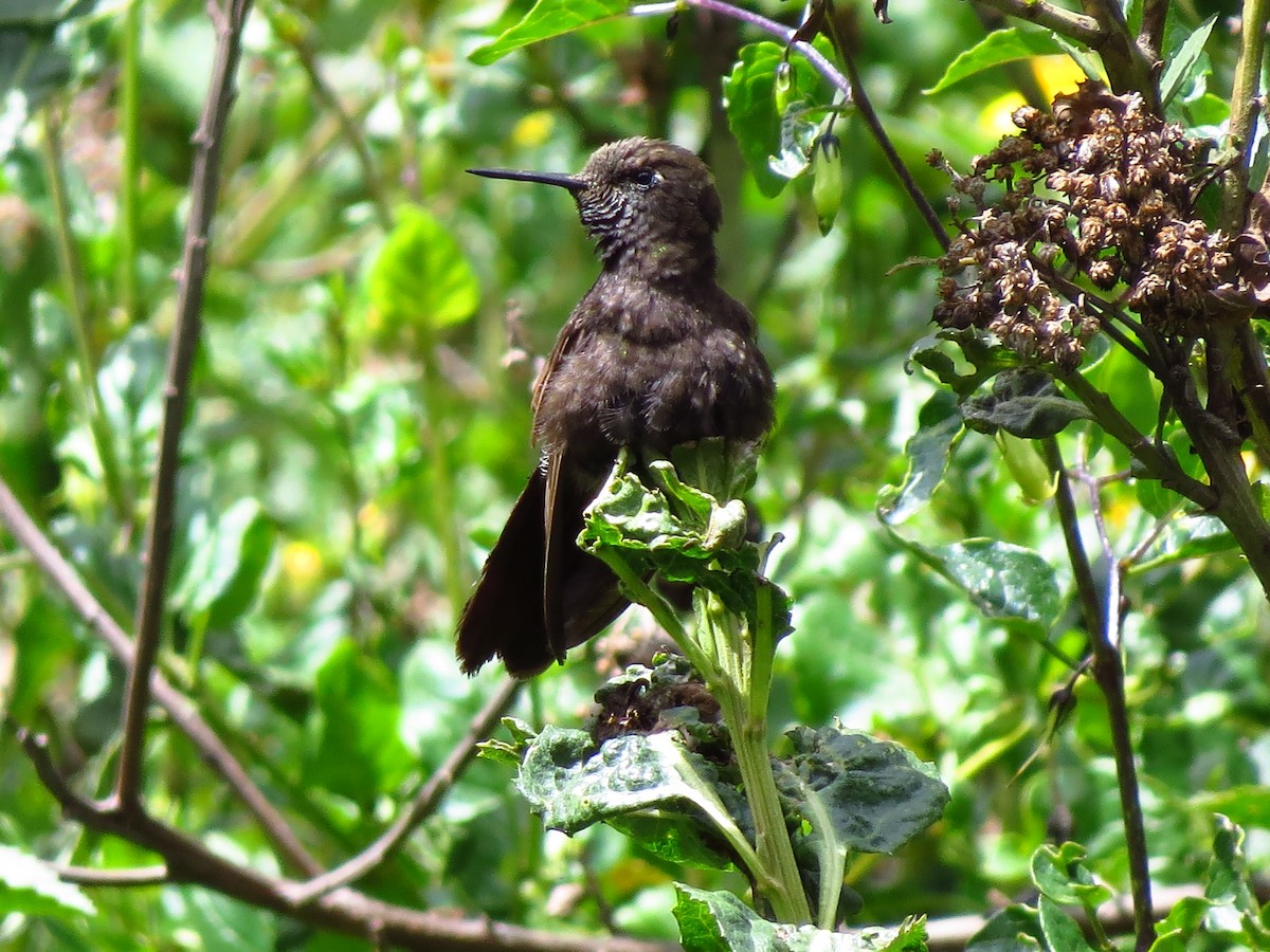 Black Metaltail - Gary Prescott