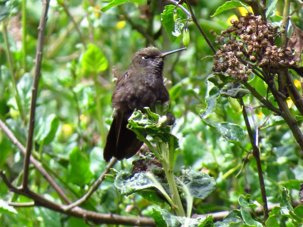 kolibřík mourovatý - ML610738765