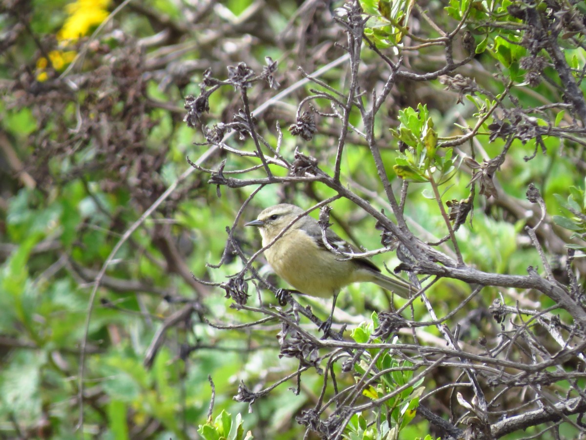 Cinereous Conebill - Gary Prescott