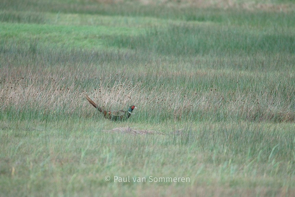 Ring-necked Pheasant - ML610738813