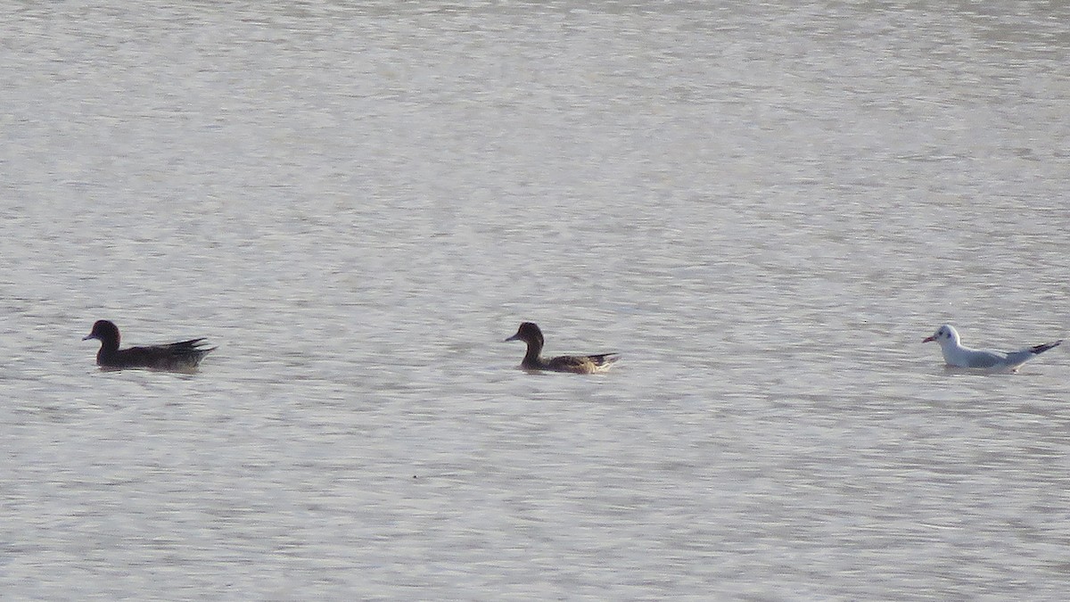 Eurasian Wigeon - ML610738938