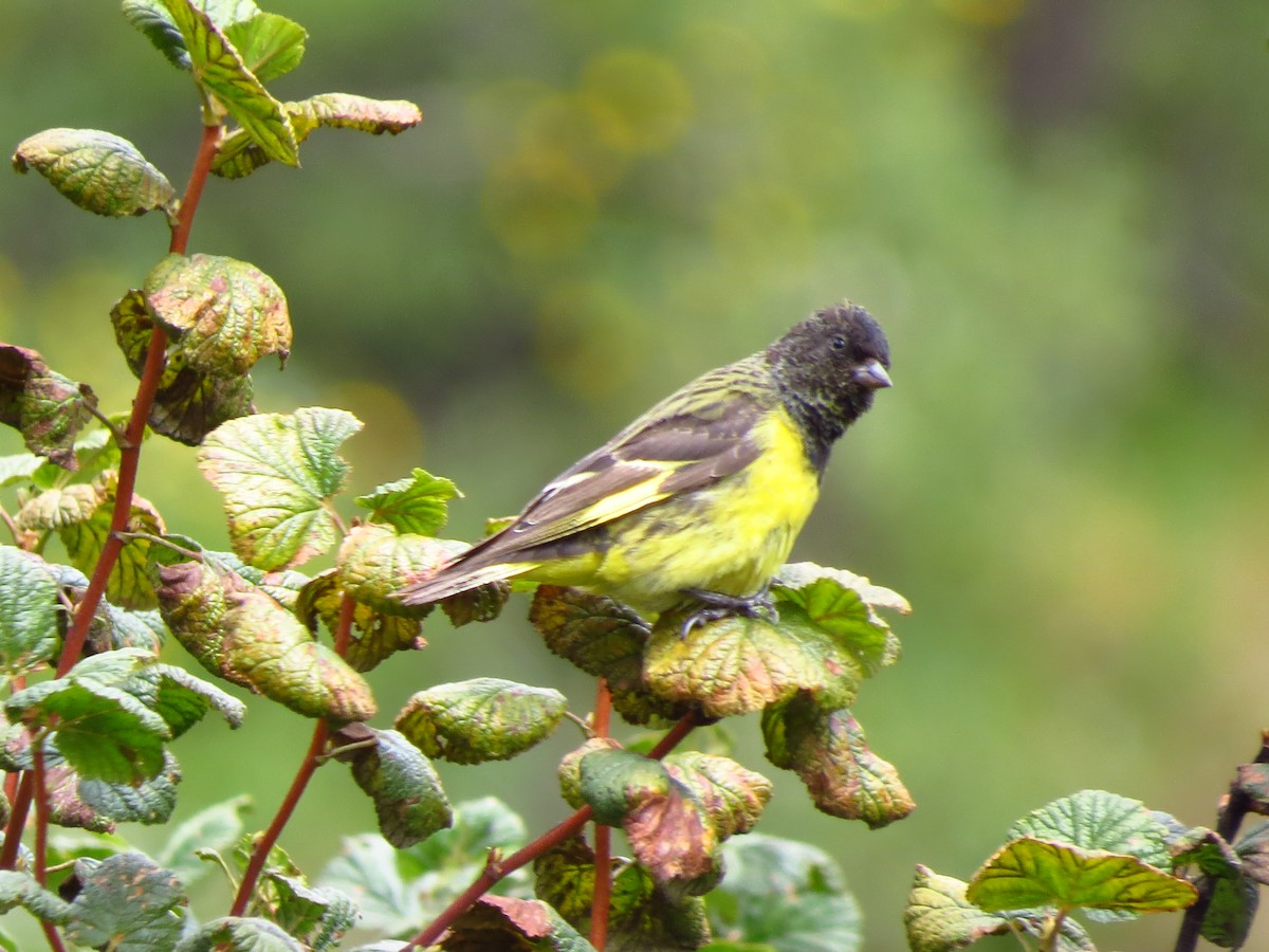 Yellow-rumped Siskin - Gary Prescott