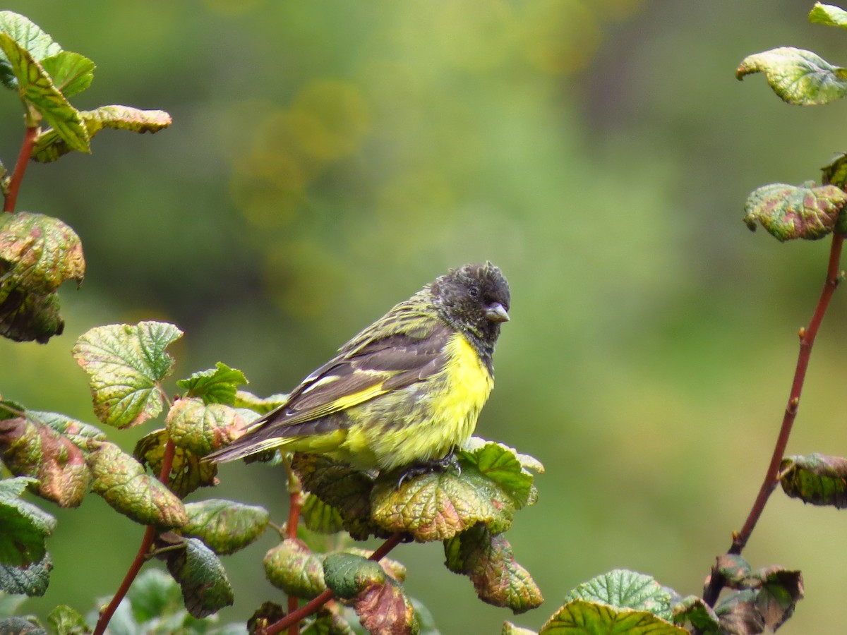 Tarin à croupion jaune - ML610739028