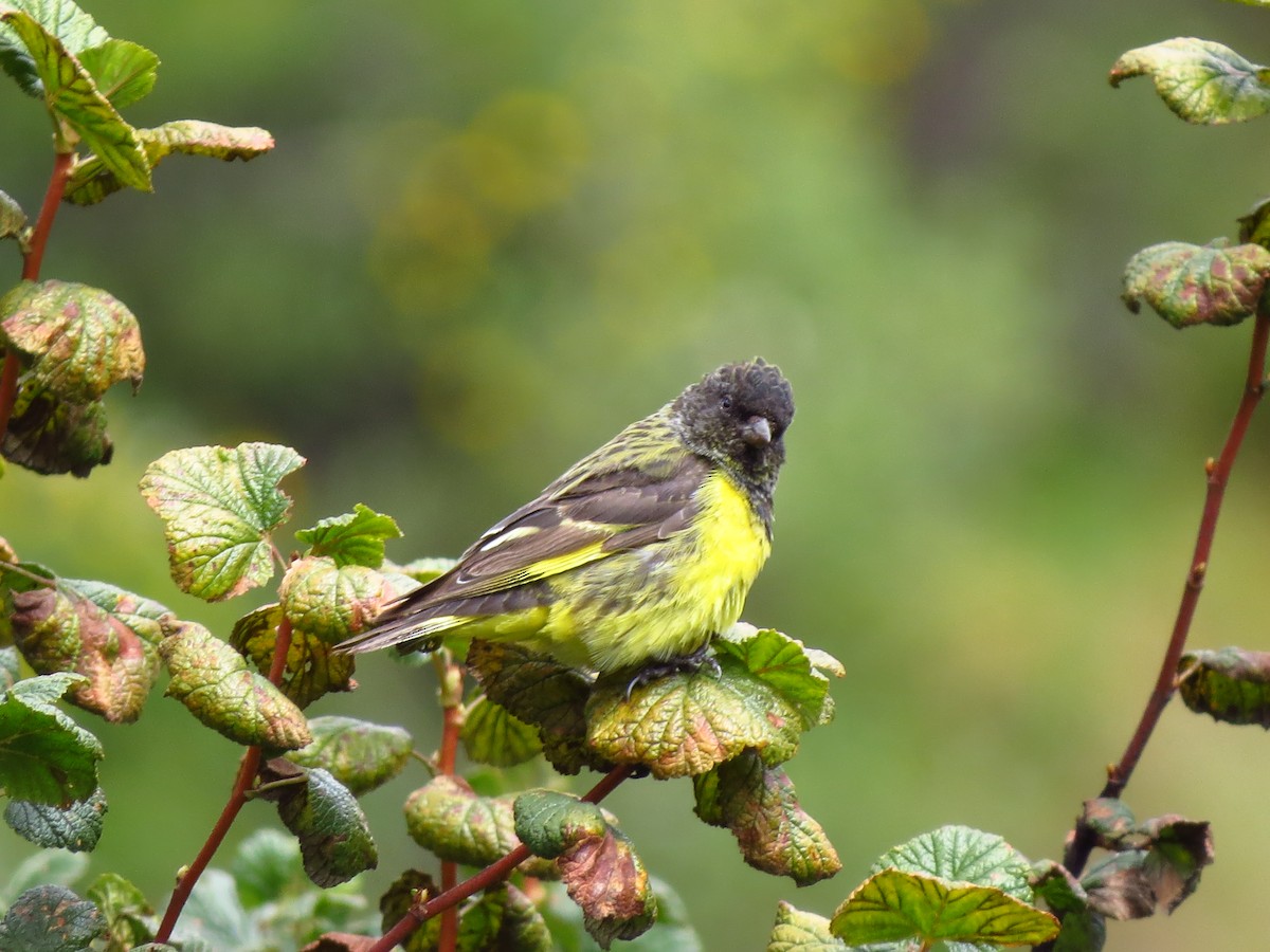 Tarin à croupion jaune - ML610739043