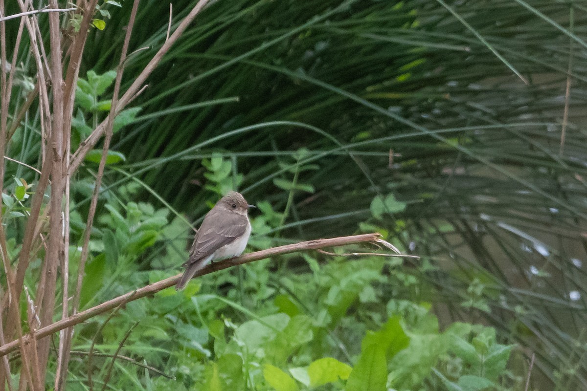 Spotted Flycatcher - Gonzalo Astete Sánchez