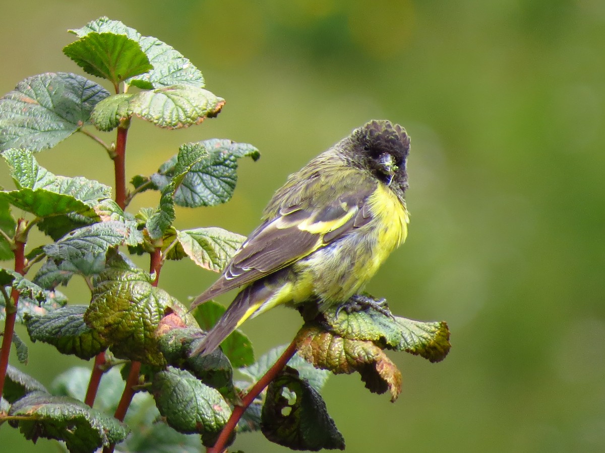 Tarin à croupion jaune - ML610739054