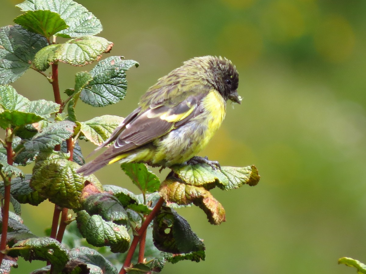 Yellow-rumped Siskin - Gary Prescott