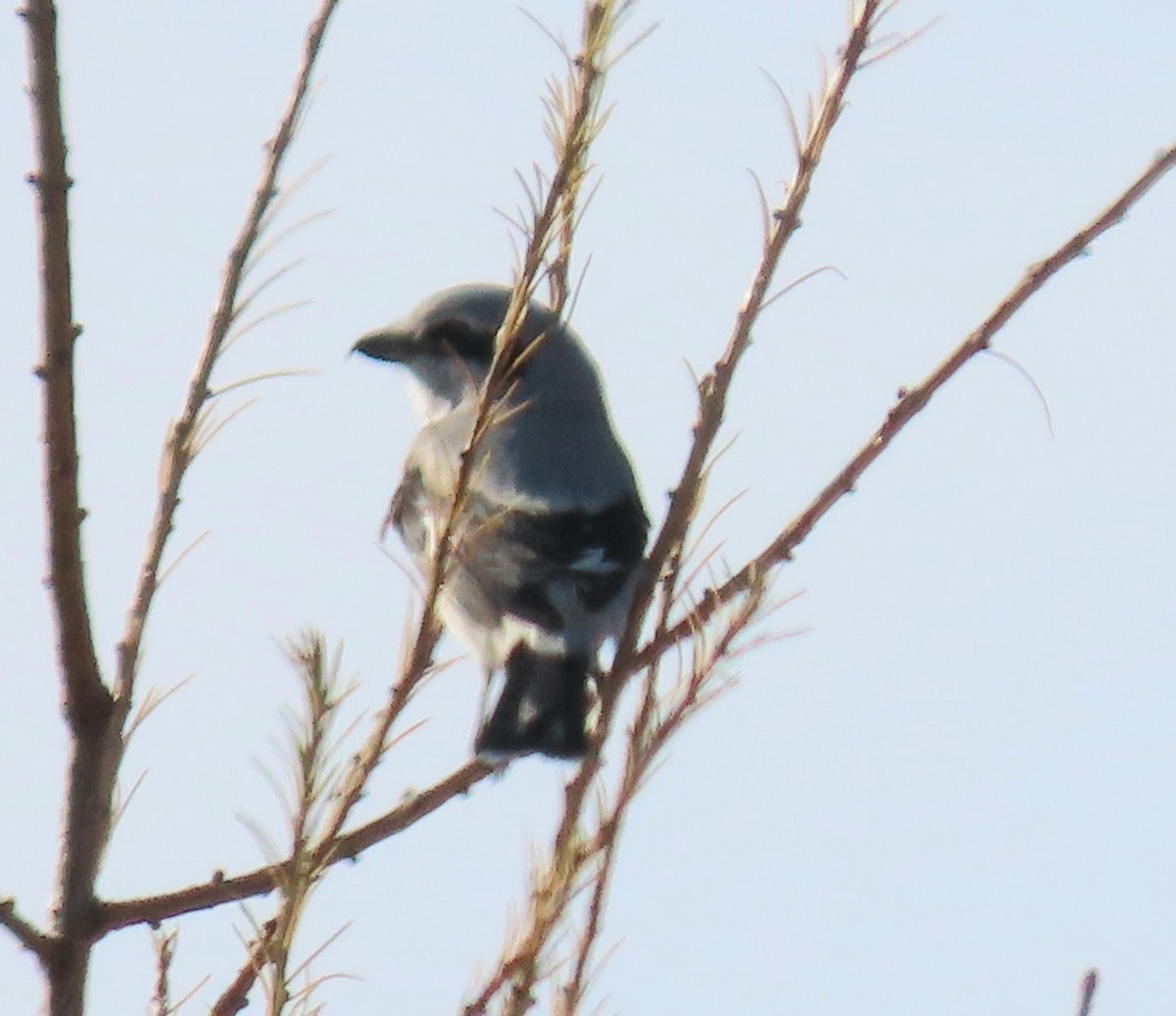 Northern Shrike - ML610739104