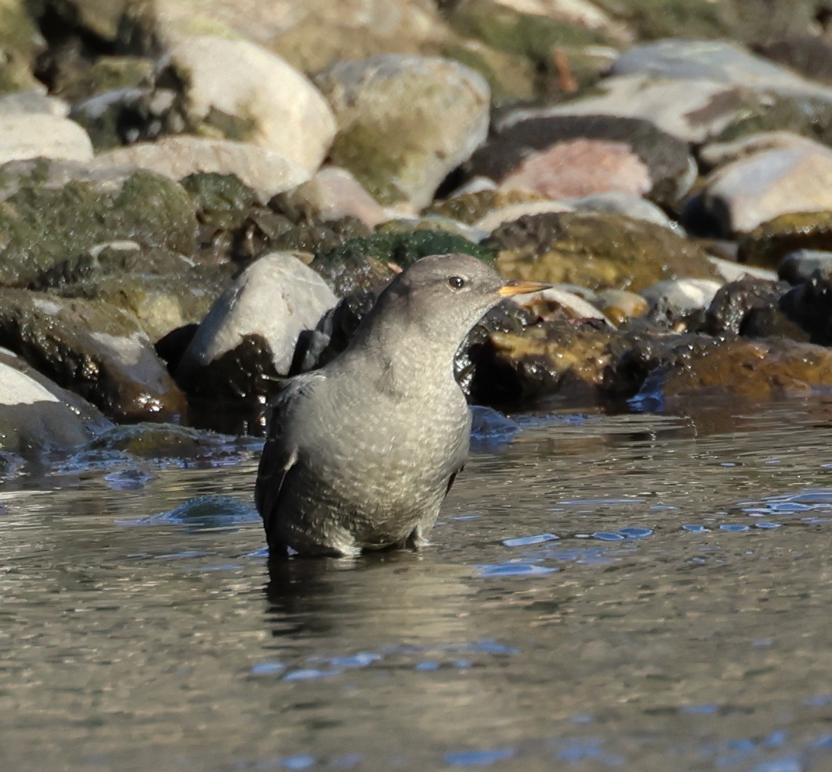 American Dipper - ML610739157