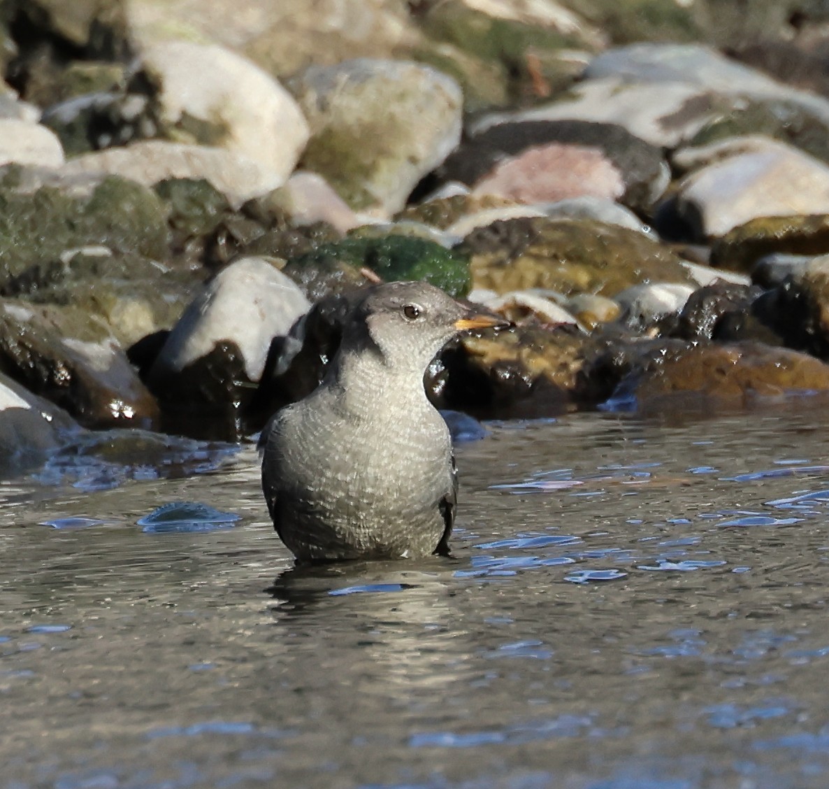 American Dipper - ML610739158