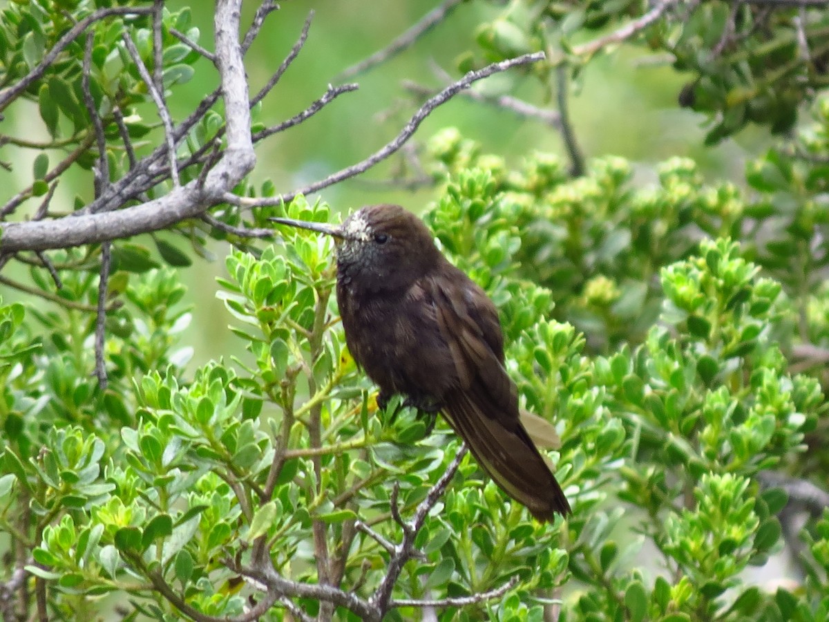 kolibřík mourovatý - ML610739159