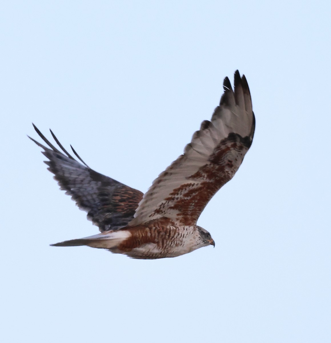 Ferruginous Hawk - ML610739204