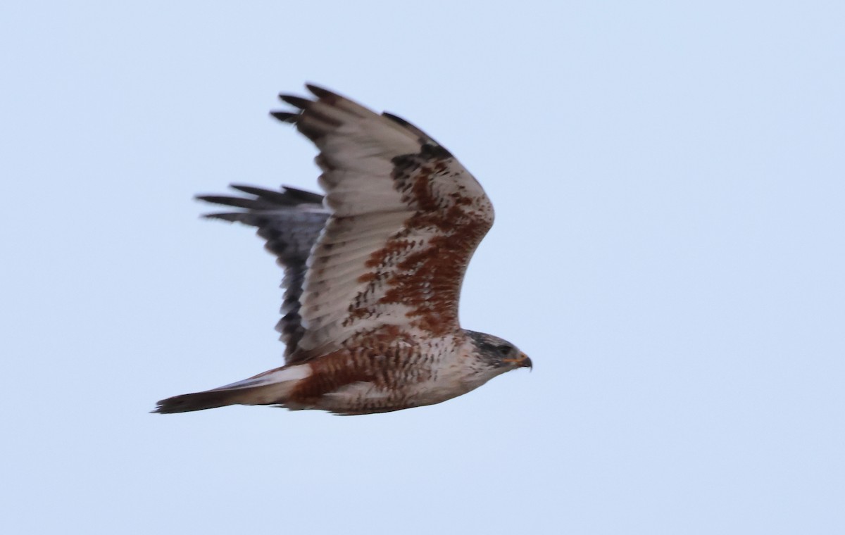 Ferruginous Hawk - ML610739207