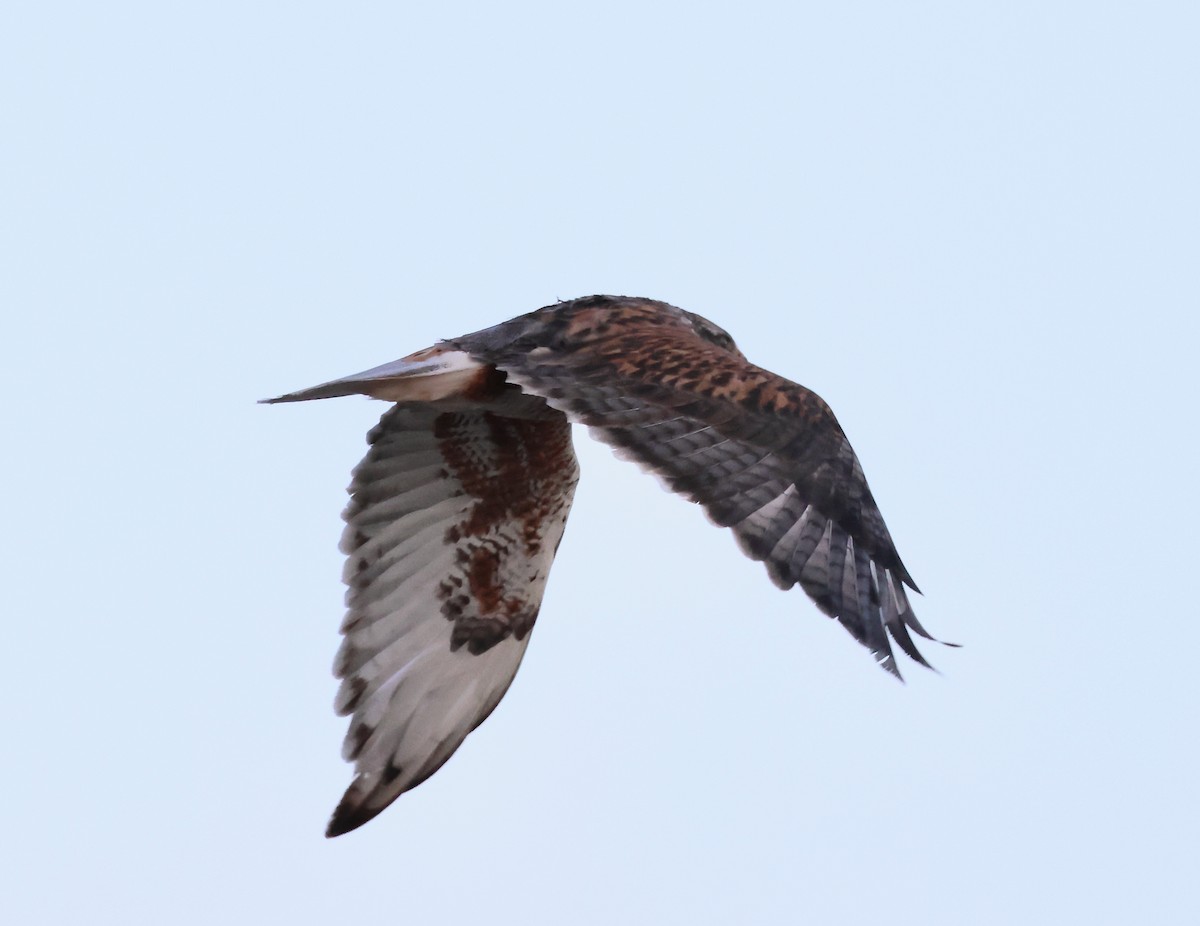 Ferruginous Hawk - ML610739211