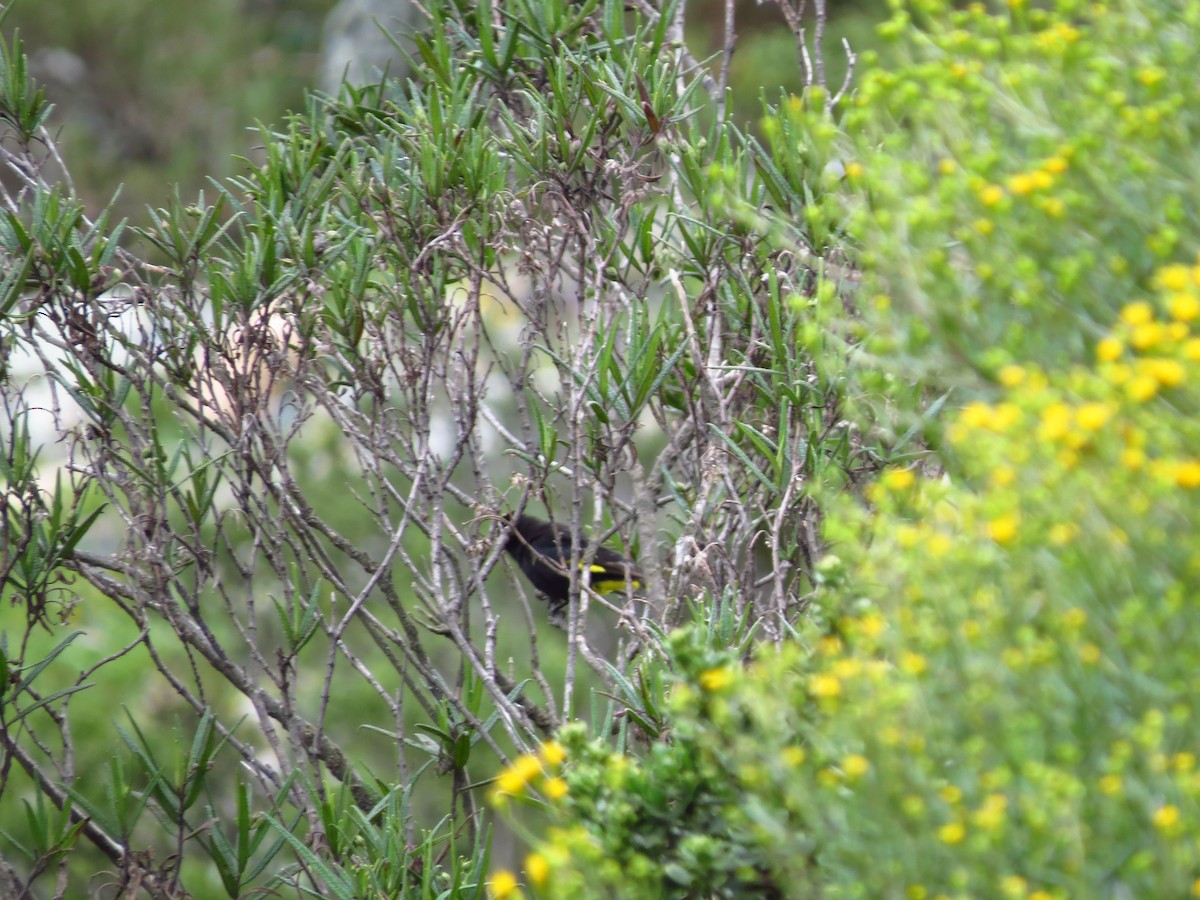 Black Siskin - Gary Prescott