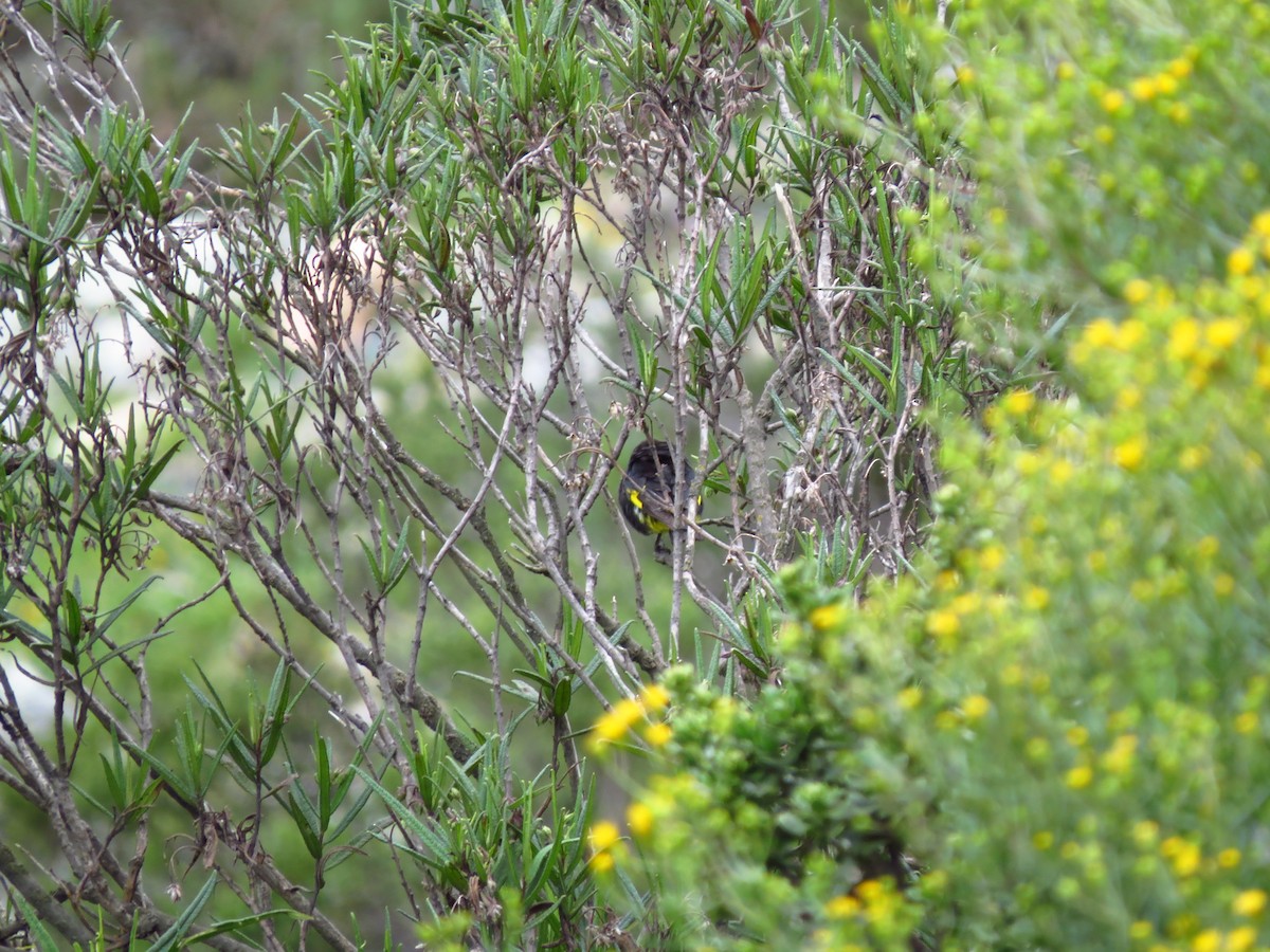 Black Siskin - ML610739214