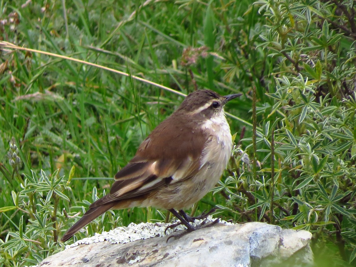 Cream-winged Cinclodes - ML610739231