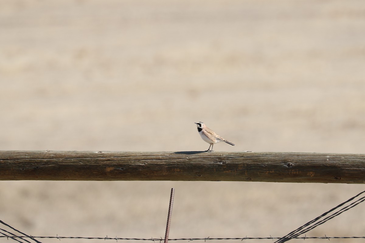 Horned Lark - ML610739282