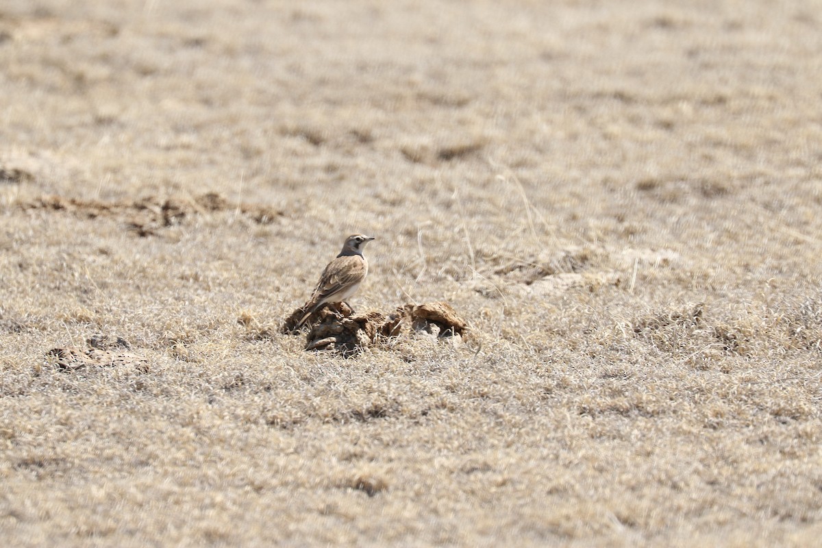 Horned Lark - ML610739291