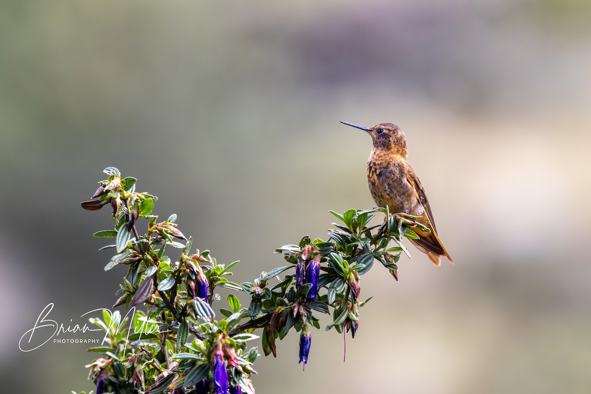 kolibřík duhovohřbetý - ML610739309