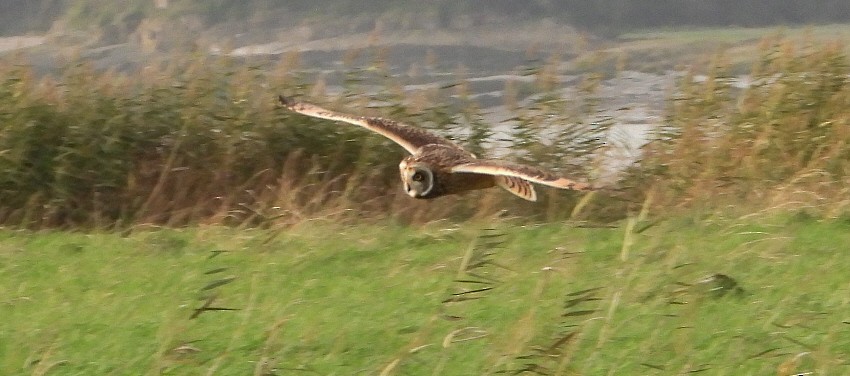 Short-eared Owl - ML610739316