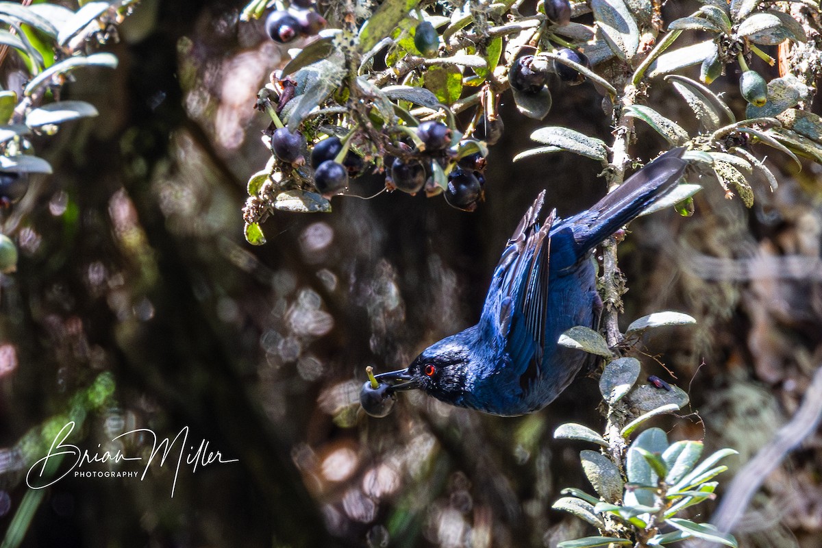 Masked Flowerpiercer - Brian Miller