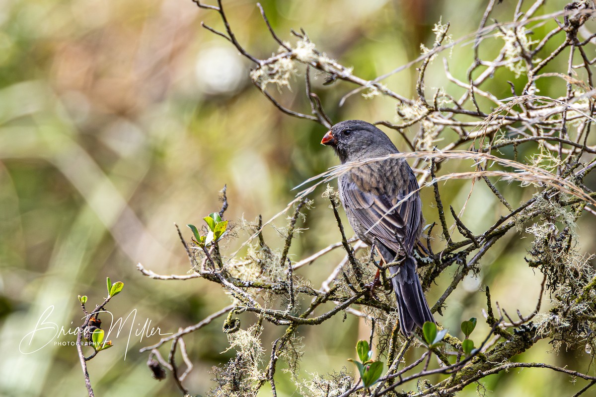 Plain-colored Seedeater - Brian Miller