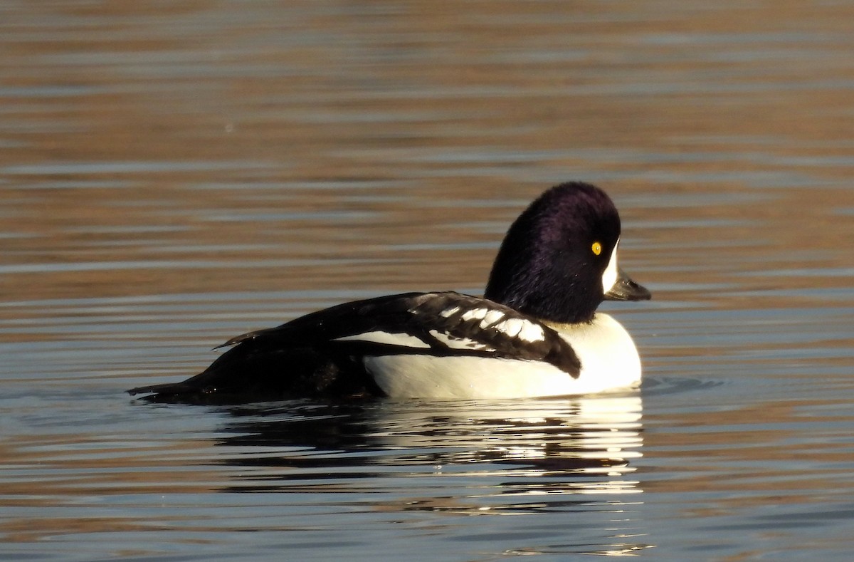 Barrow's Goldeneye - ML610739347