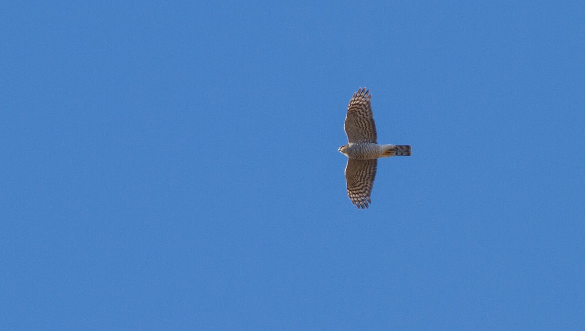 Eurasian Sparrowhawk - ML610739374
