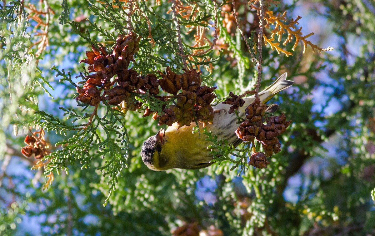 Eurasian Siskin - ML610739382