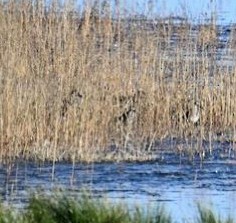 shorebird sp. - ML610739383