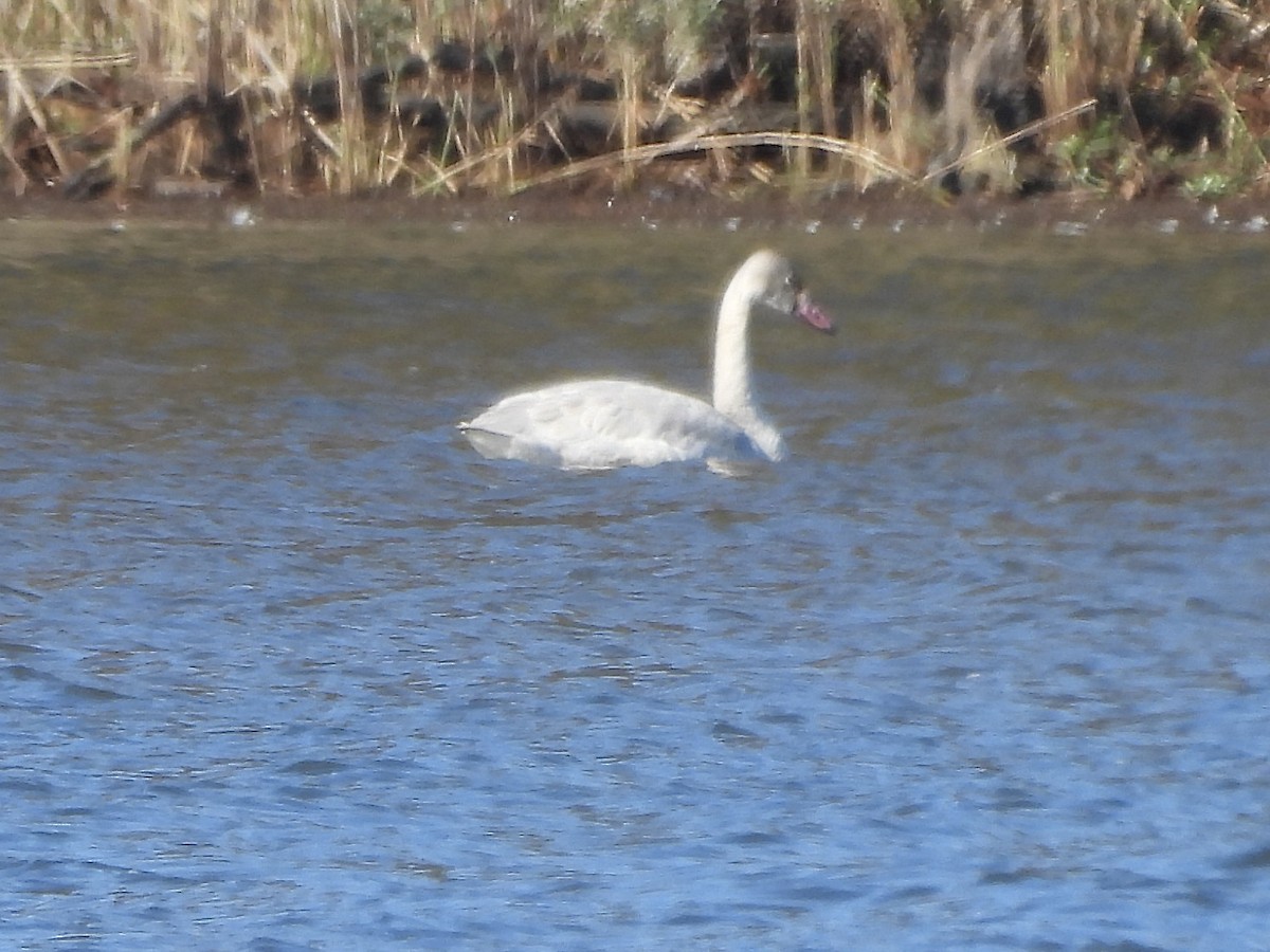 Tundra Swan - Karen & Tom Beatty