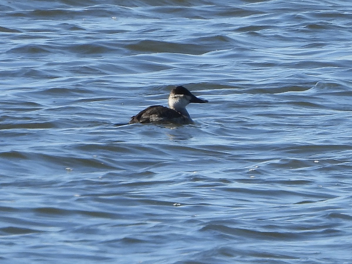 Ruddy Duck - ML610739399