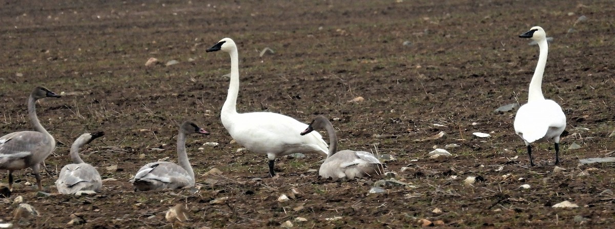 Trumpeter Swan - ML610739406