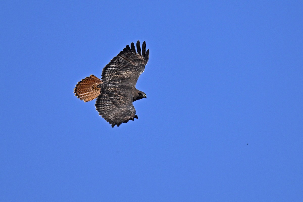 Red-tailed Hawk - ML610739632