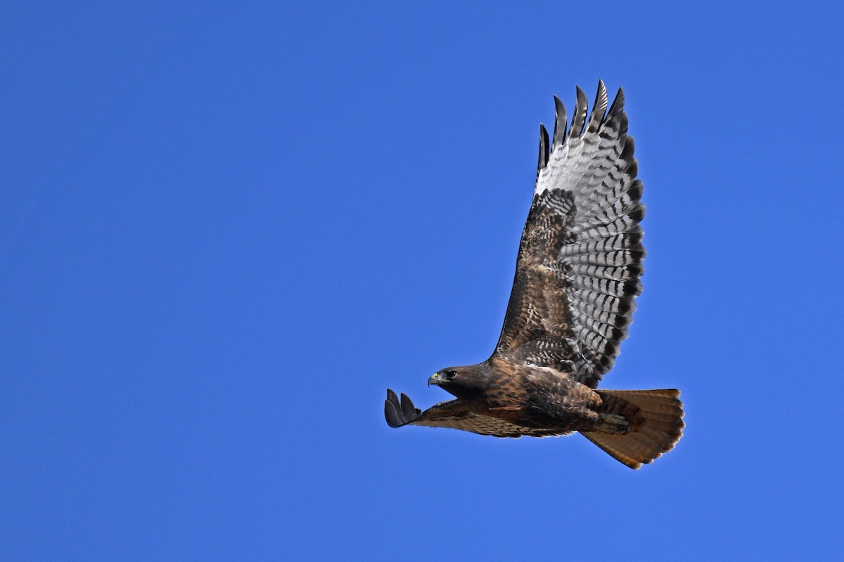 Red-tailed Hawk - ML610739636
