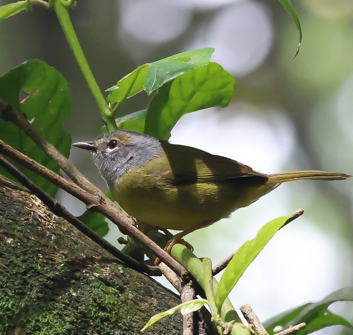 White-lored Warbler - ML610739703