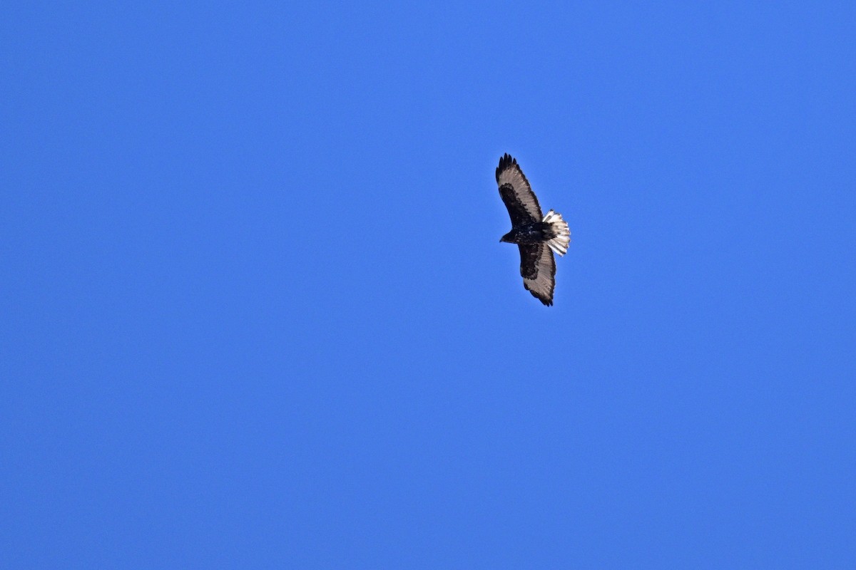 Red-tailed Hawk (Harlan's) - ML610739728