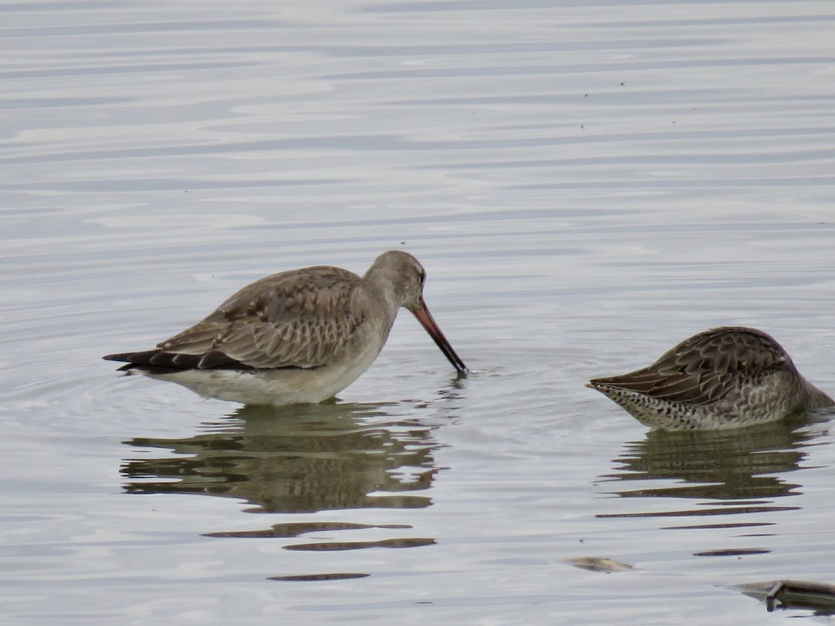 Hudsonian Godwit - ML610739876